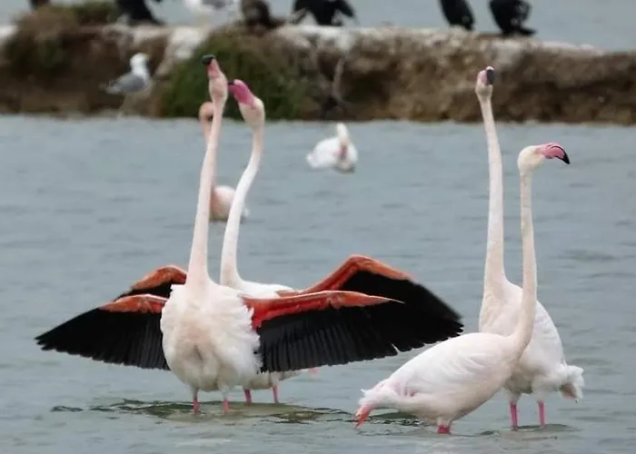 En Bord De Mer, Piscine, Parking Prive Et Wifi La Grande-Motte